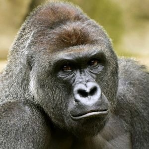 Meet your Posher, Greg